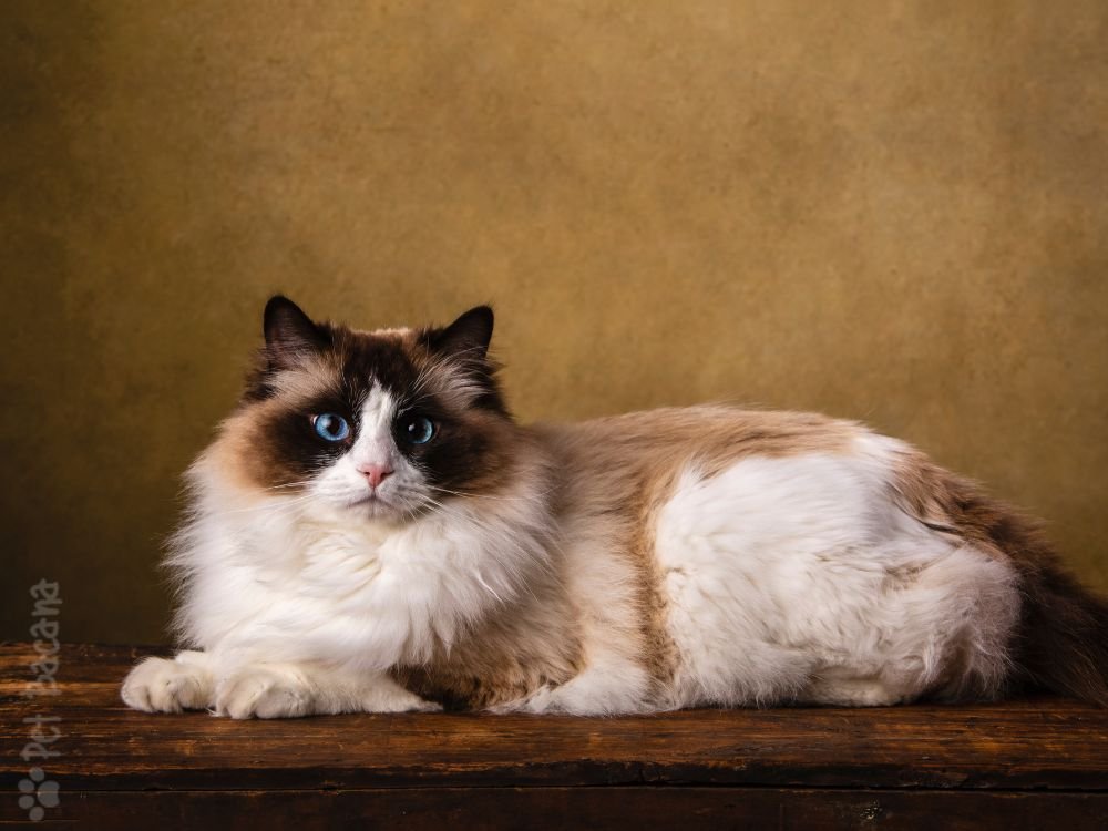 raça gato ragdoll