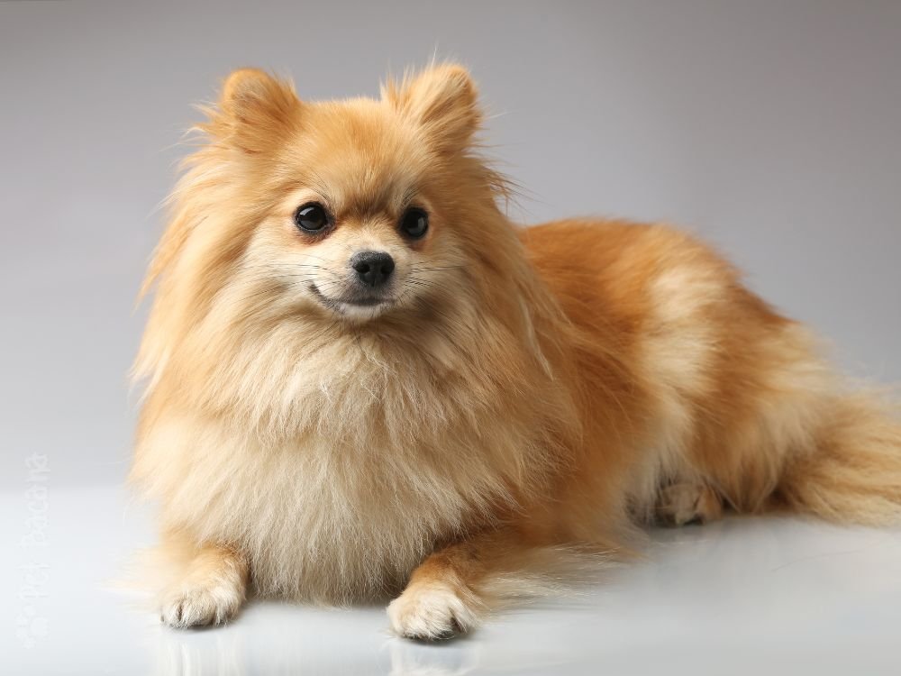 Lulu da Pomerânia, aparência de raposa pequena