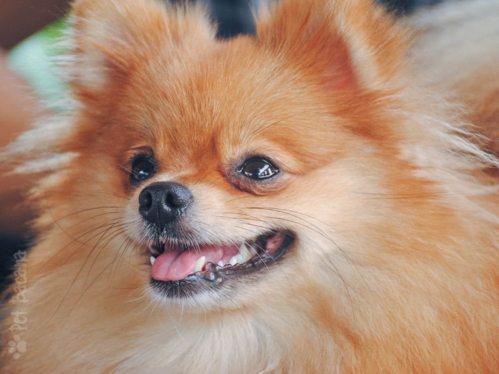 Spitz Alemão Raposa com pelagem densa e focinho afilado