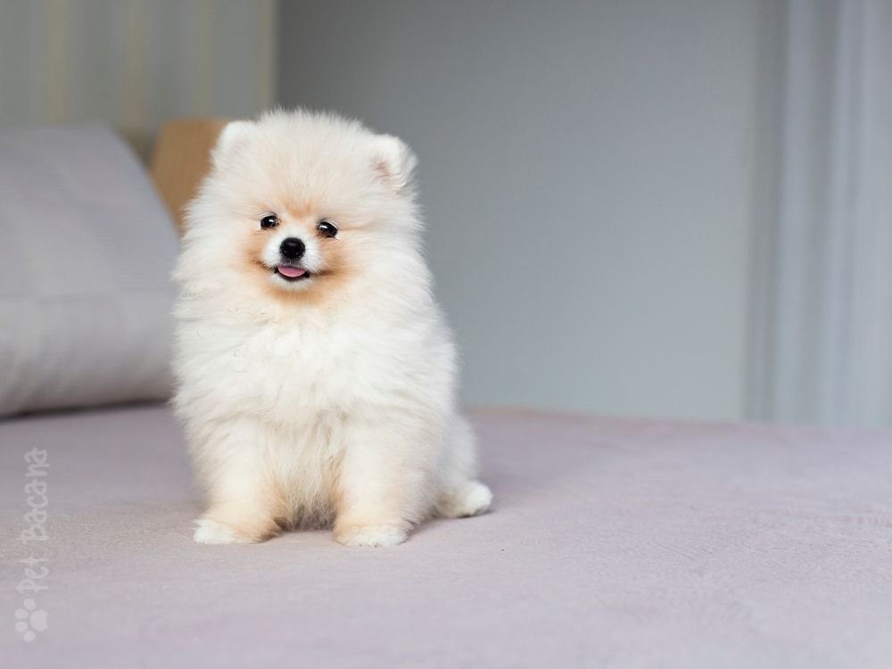 um filhote Spitz Alemão