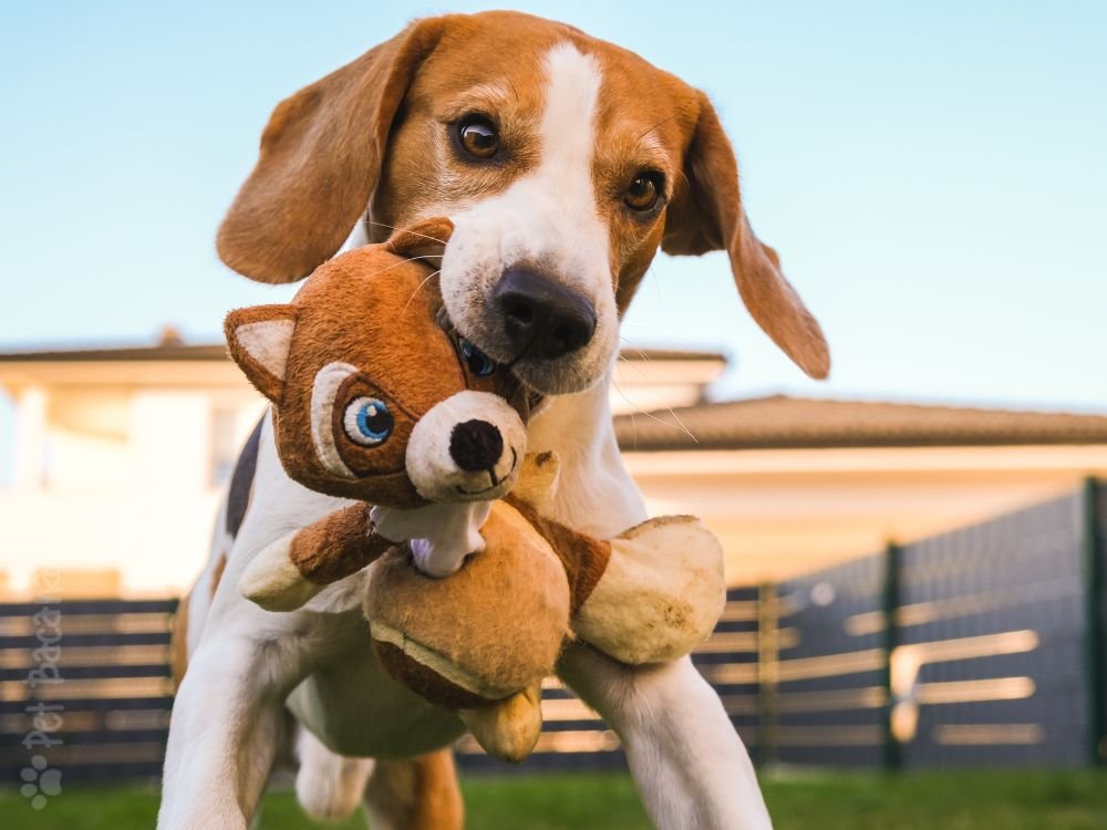 cachorro com brinquedo de pelúcia