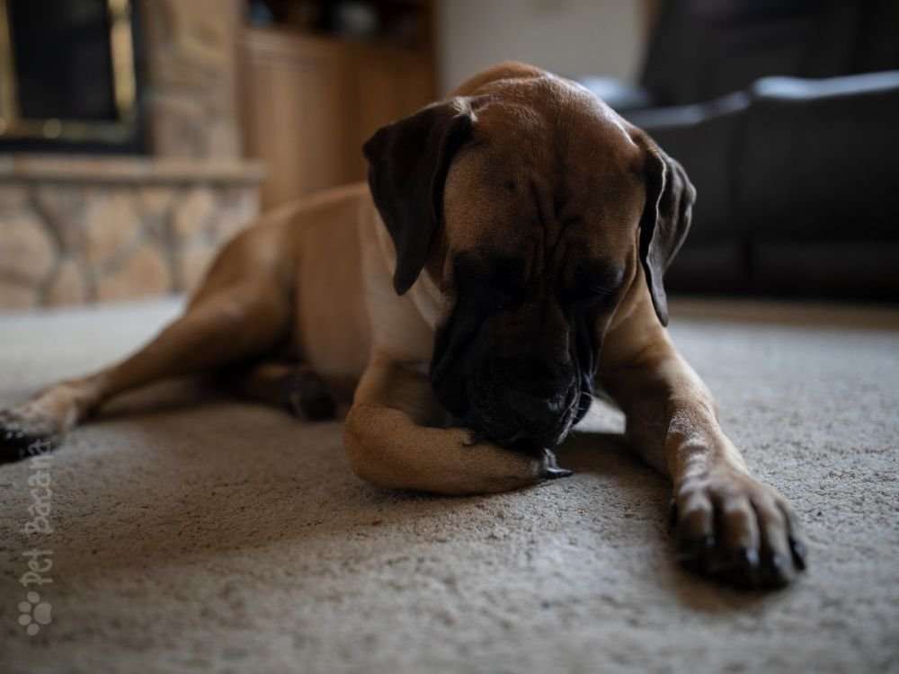 cachorro lambendo a pata excessivamente deitado.