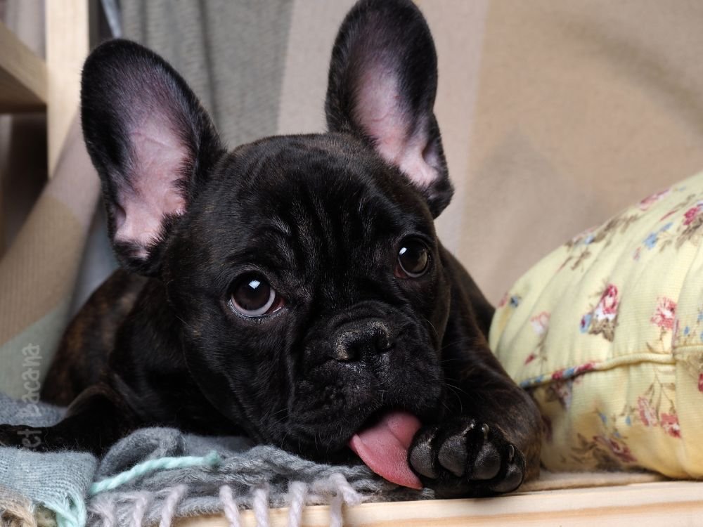 Cachorro lambendo a pata excessivamente