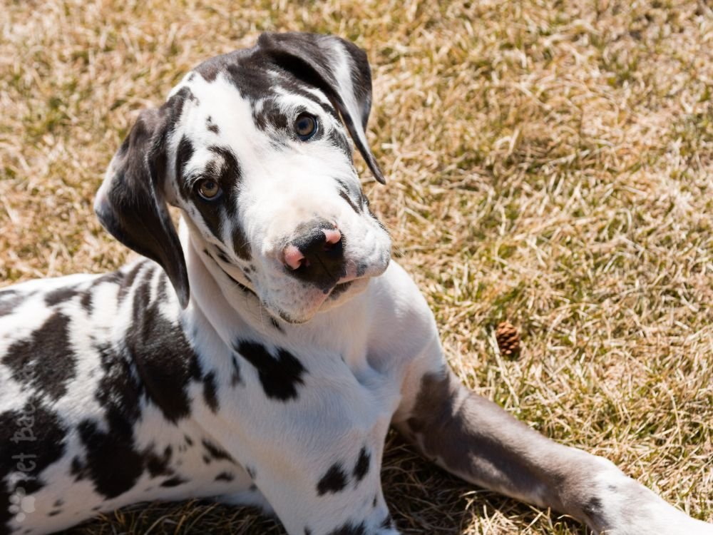 Dogue Alemão de pelagem cor Arlequim predominando o branco e machas pretas irregulares