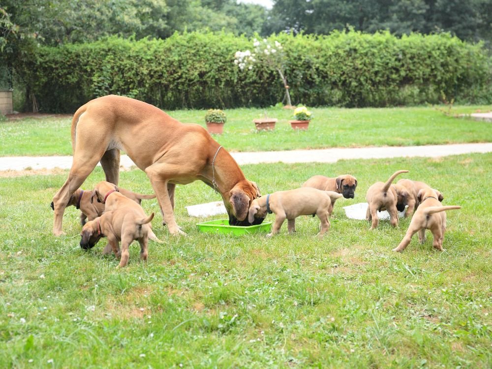 Dogue Alemão e a família reunida
