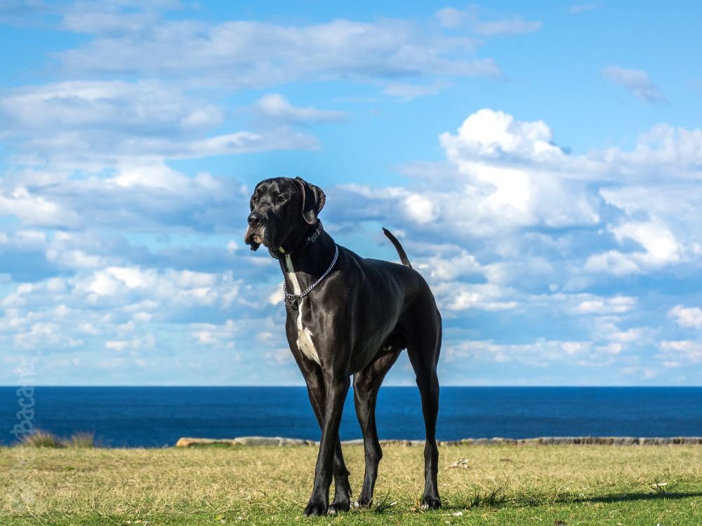 Dogue Alemão pelagem preto