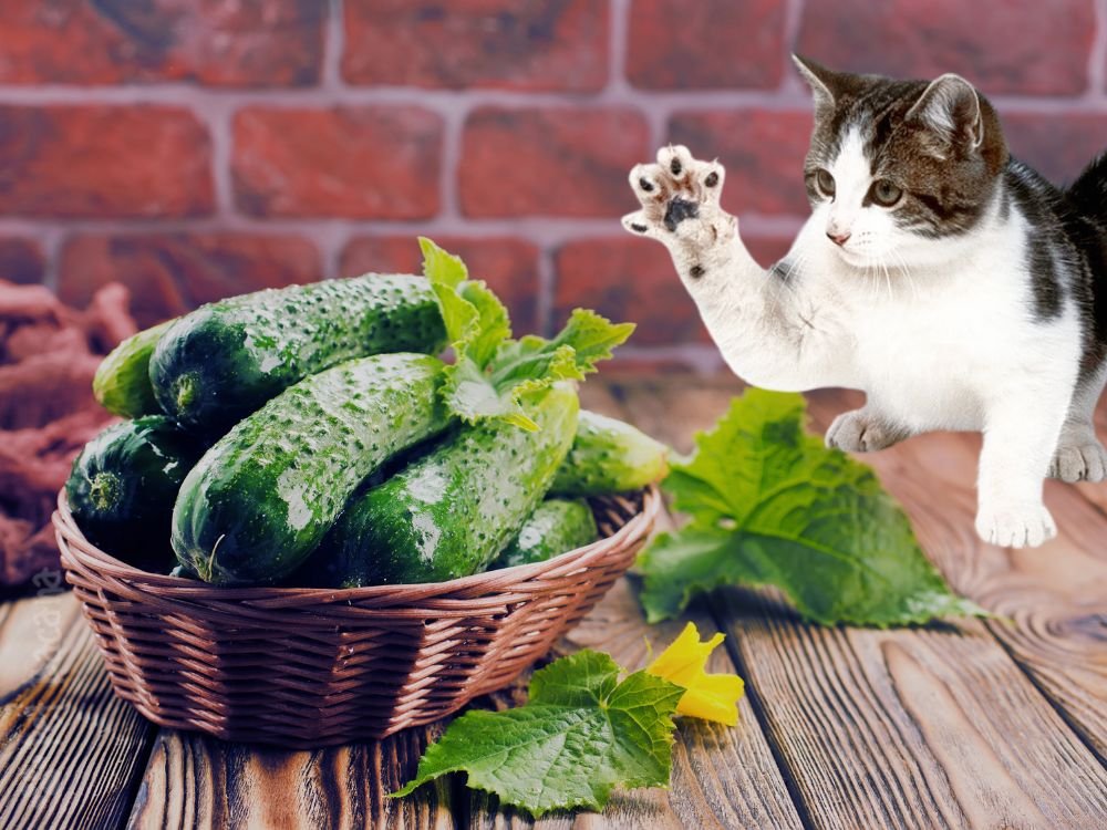 Por que os gatos têm medo de pepino