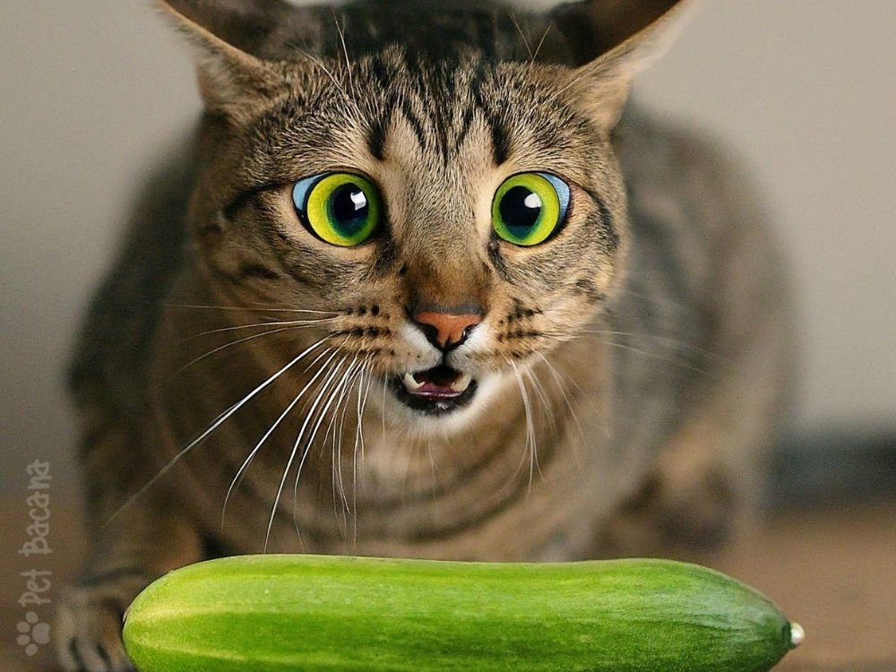 Por que os gatos têm medo de pepino
