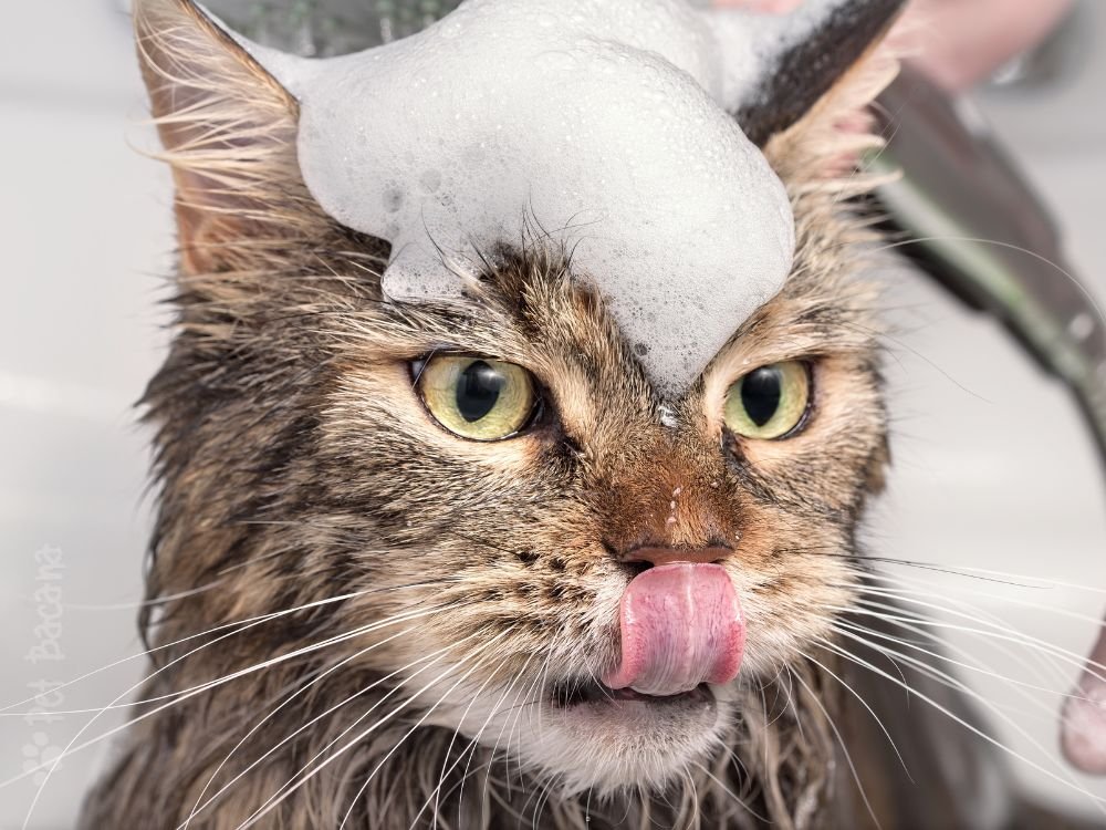 Gato tomando banho de forma segura