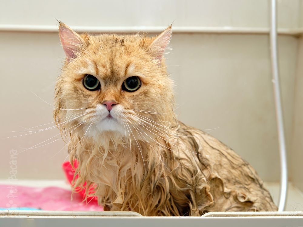 gato molhado do banho
