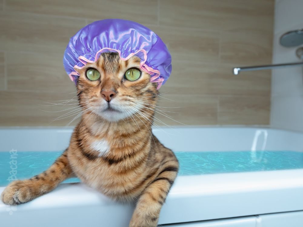 gatos precisam de banho
