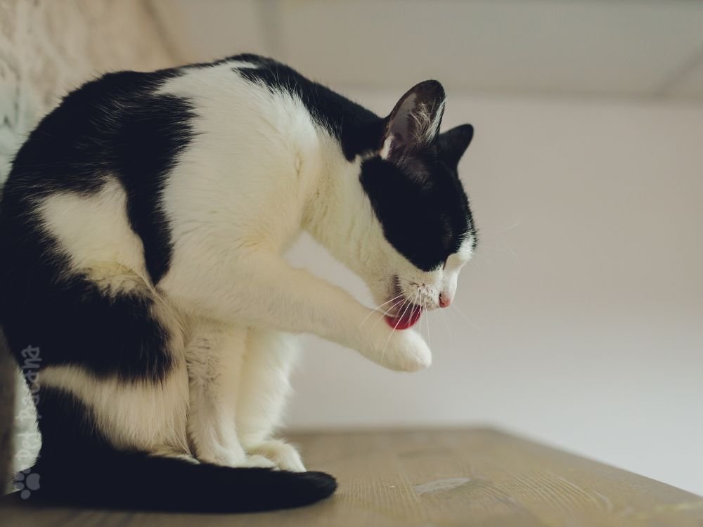 Gato se limpando sozinho com a língua