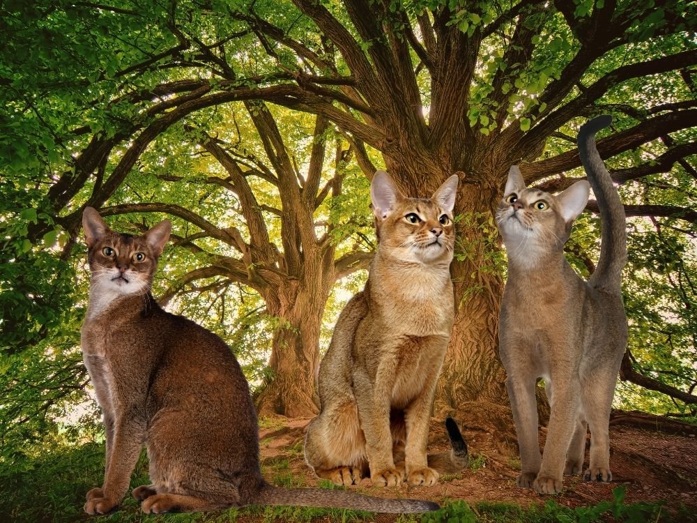 Gatos Abissínio adultos