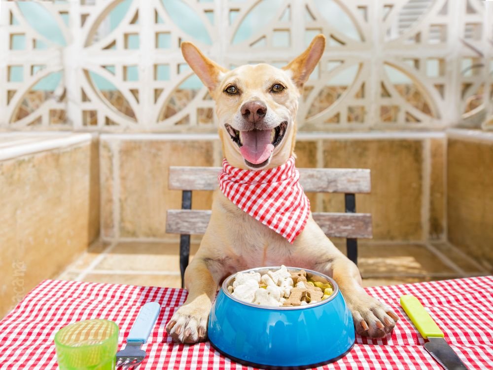 qual o melhor horário para alimentar o cachorro