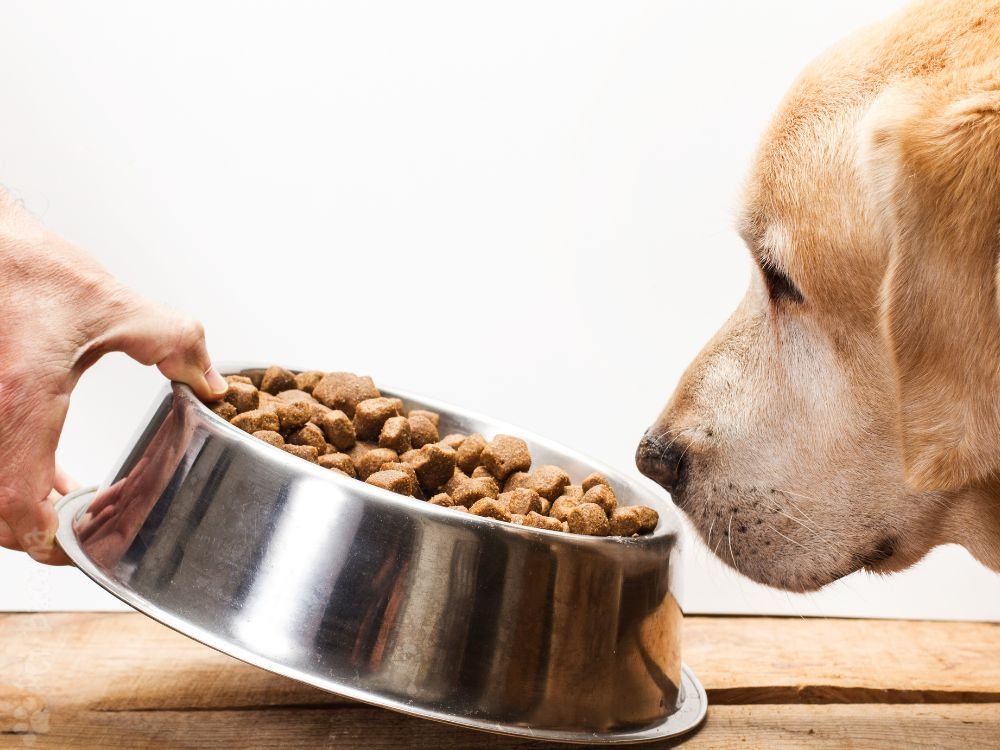 qual o melhor horário para alimentar o cachorro