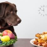 qual o melhor horário para alimentar o cachorro