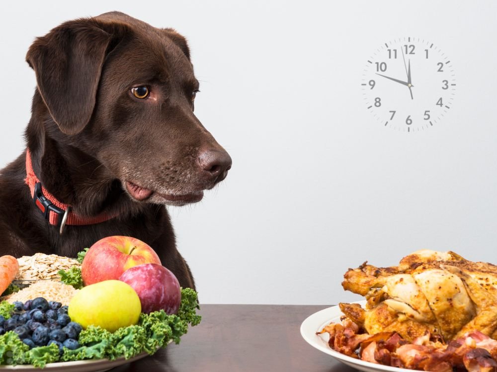 qual o melhor horário para alimentar o cachorro
