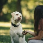 cachorro mostrando apego ao tutor