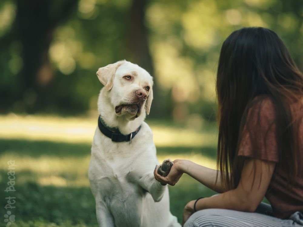 cachorro mostrando apego ao tutor