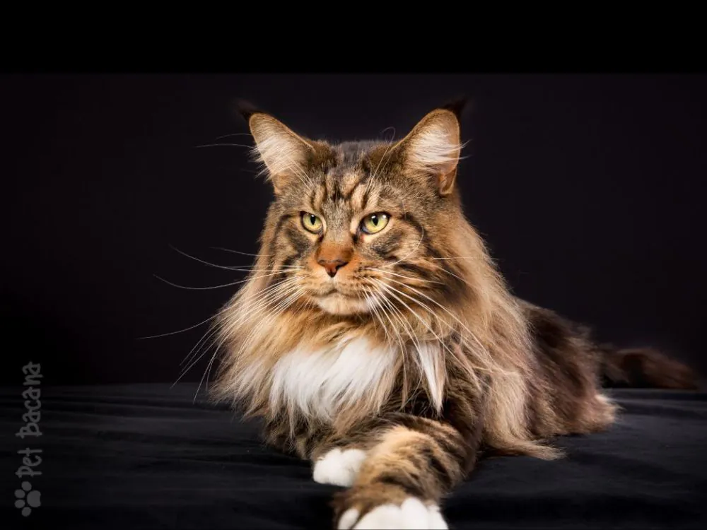 gato peludo