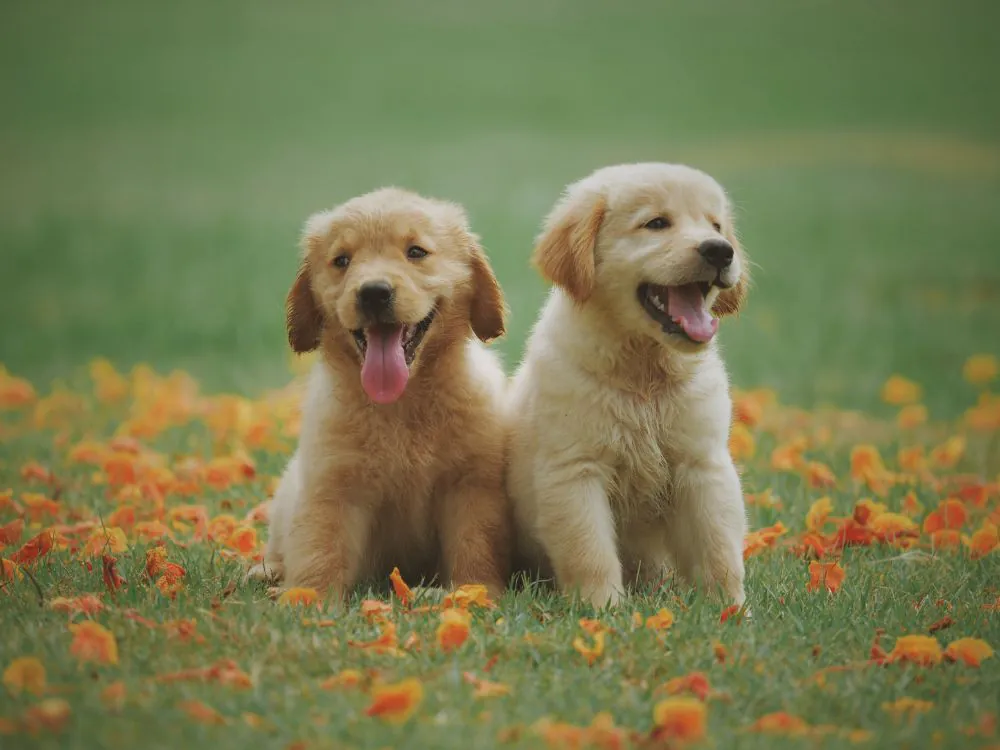 golden-retriever-filhote