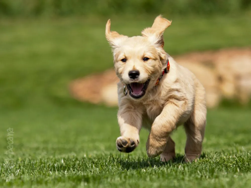 golden-retriever-filhote-
