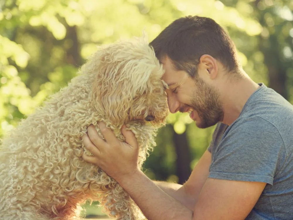 5 curiosidades sobre cães