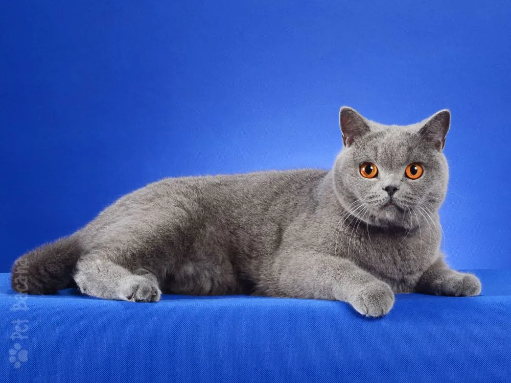 Gato British Shorthair 