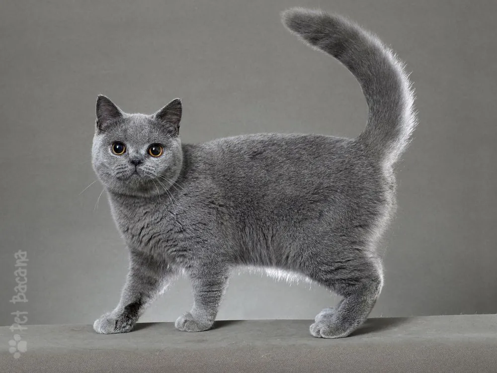 Gato British Shorthair