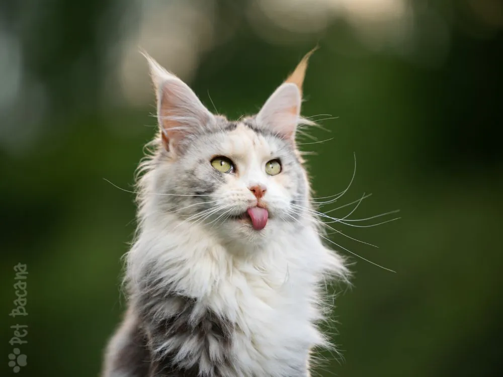 maine coon raça de gato