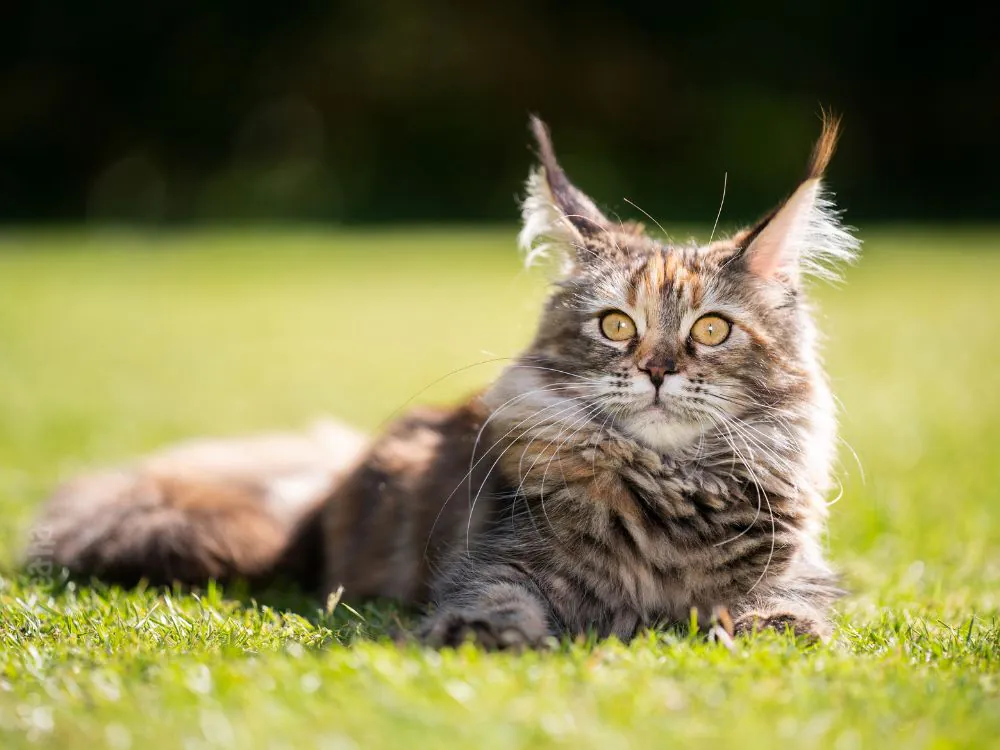 maine coon raça de gato