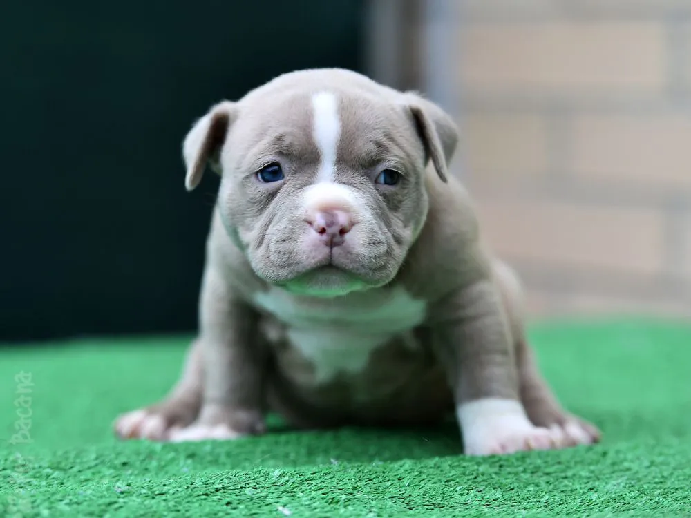 american bully preço
