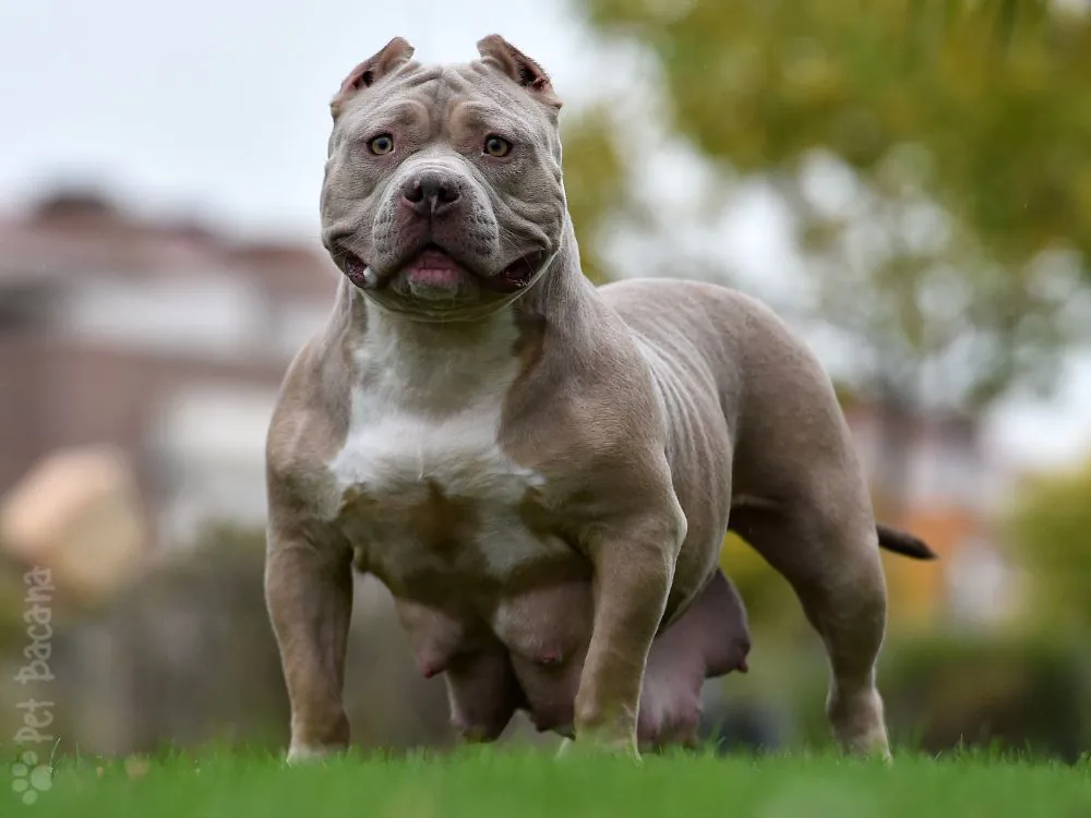 american bully preço