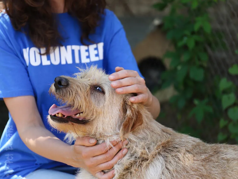asilo para cães