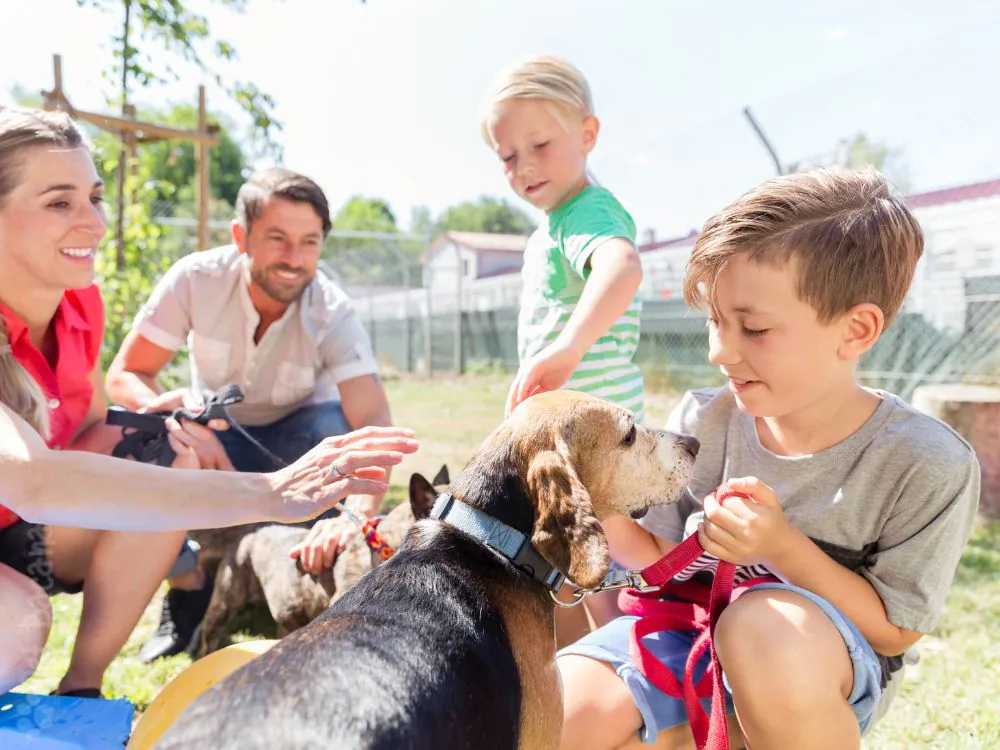 asilo para cães