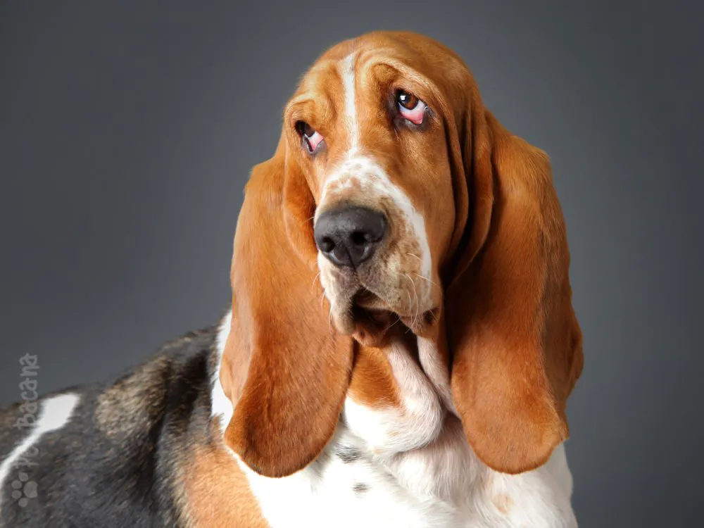 cachorro basset filhote