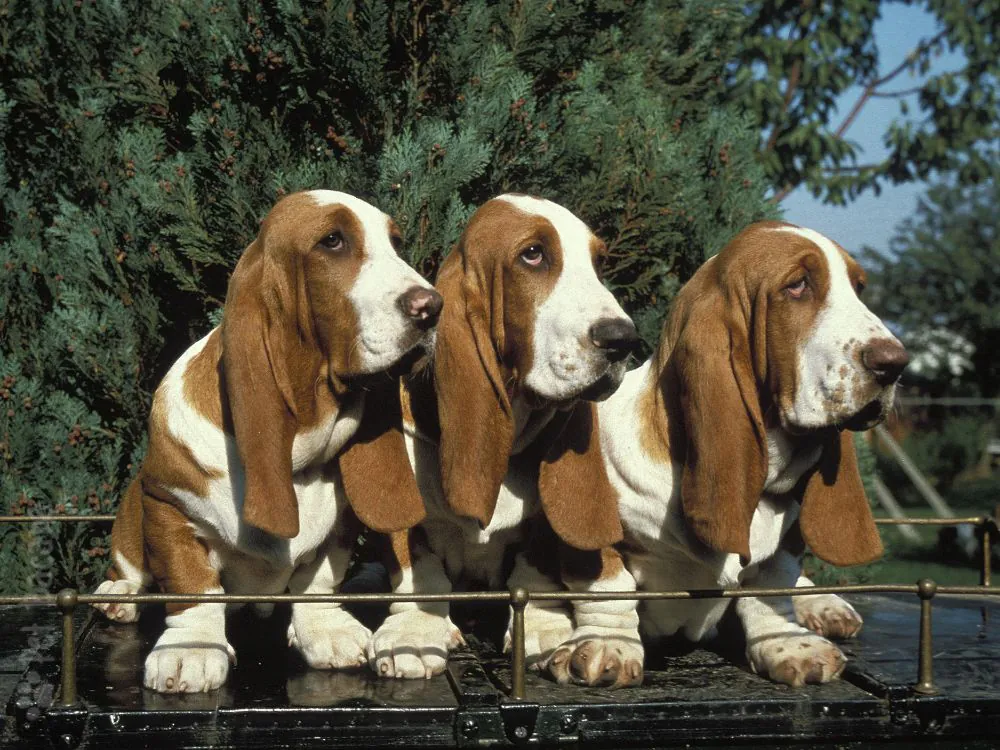 Cachorro Basset filhote