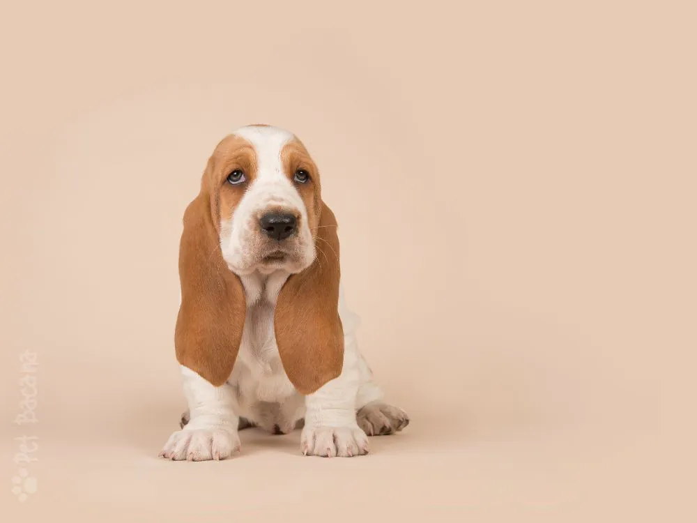 cachorro basset filhote