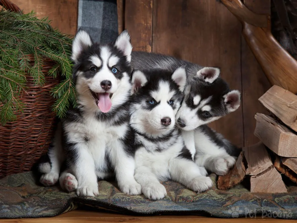 Filhote de cachorro raça Husky Siberiano