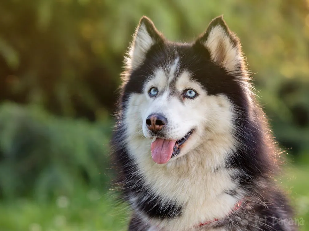 cachorro raça Husky Siberiano com olhar observador