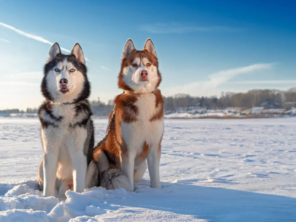  Dois cachorros raça Husky Siberiano sentados lado a lado 