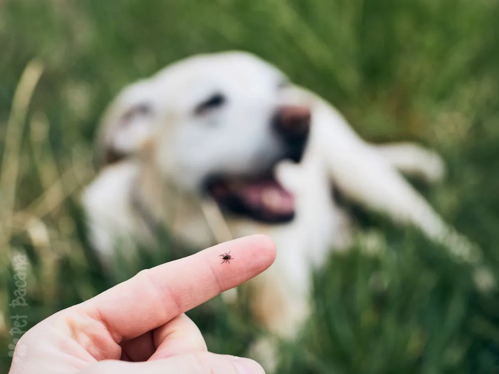 cachorro com doença do carrapato