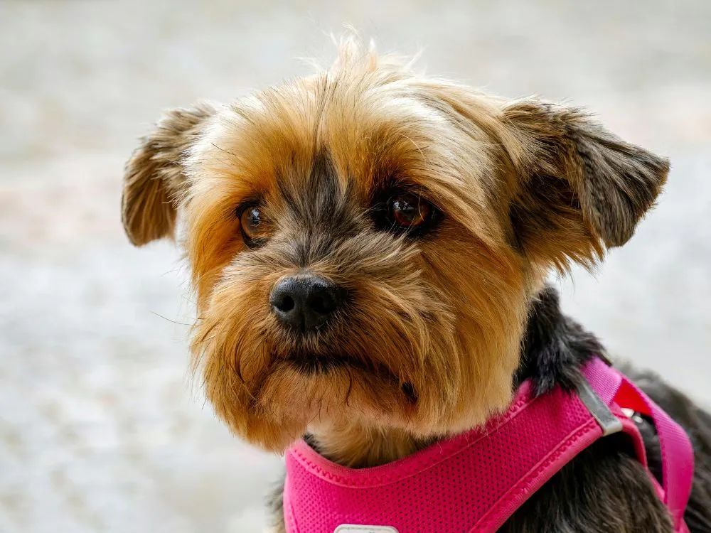 cachorro fofo pequeno e peludo