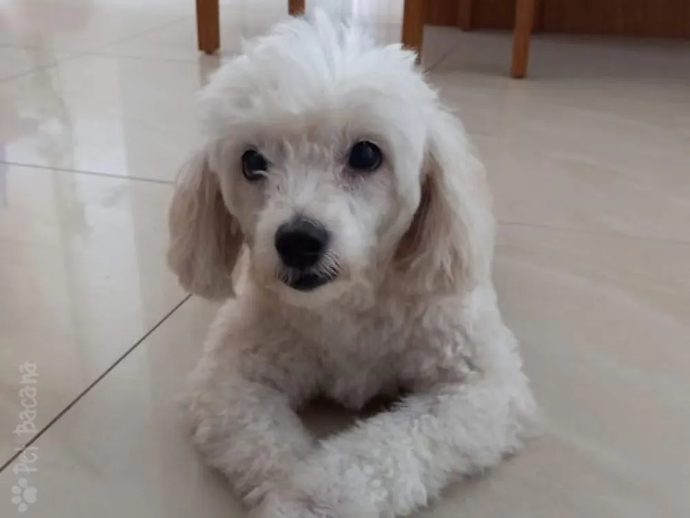 cachorro poodle