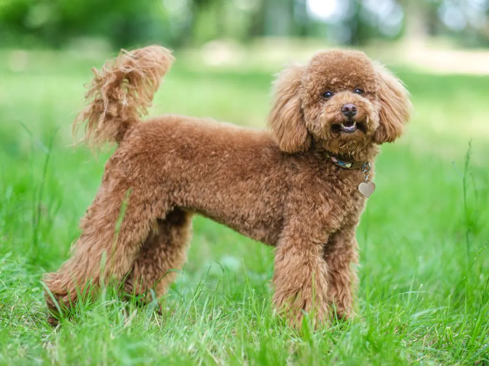 cachorro poodle marrom 