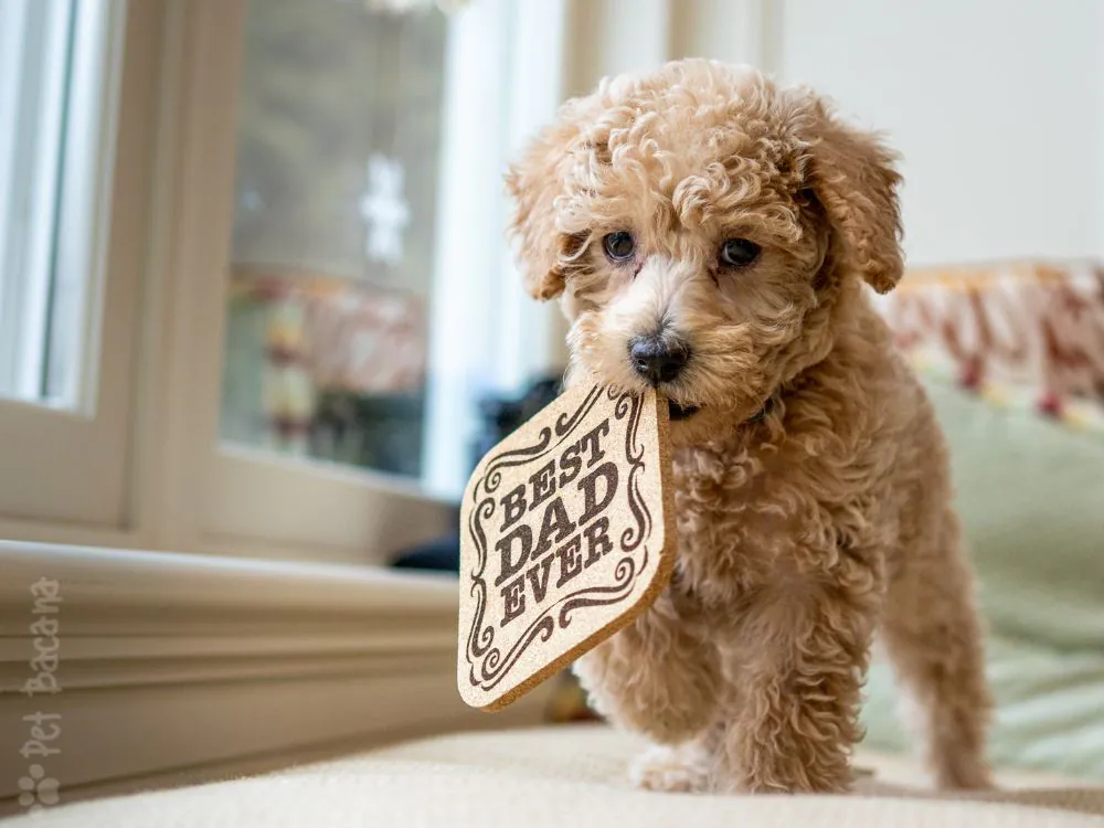 cachorro poodle filhote