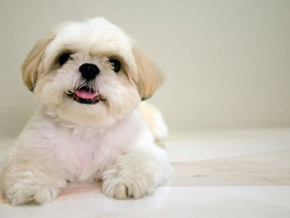 shih Tzu um cachorro que não cresce peludinho.