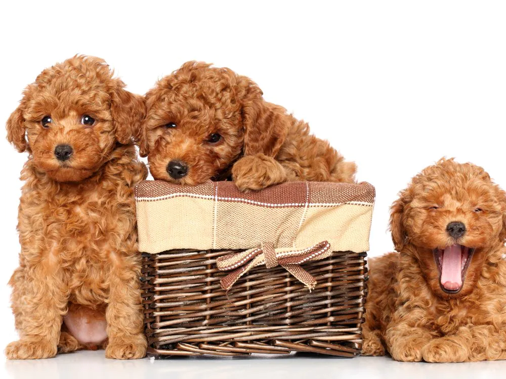 três cachorros da raça poodle toy que não crescem peludinho