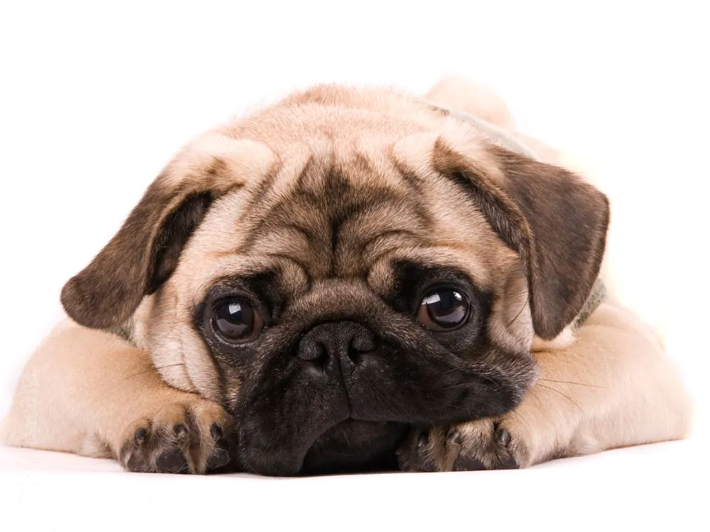 cachorro da raça Pug
