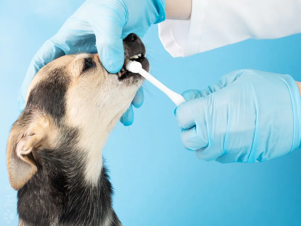 como escovar os dentes do cachorro corretamente